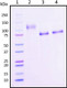 Recombinant SARS-CoV-2 Spike S1 Subunit Protein (full length) with Y145H/A222V Mutant