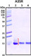 Recombinant Monkeypox Virus EEV Envelope Glycoprotein, A35R