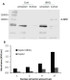 Human NRF2 Activity Assay Kit