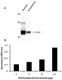 Human SOX2 Activity Assay Kit