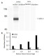 Human GATA-3 Activity Assay Kit