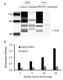 Human TFEB Activity Assay Kit