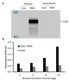 Human fosB Activity Assay Kit