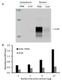 Human jun-B Activity Assay Kit