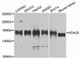 Anti-HDAC6 Antibody