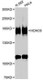 Anti-HDAC6 Antibody
