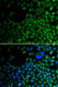 Anti-HDAC2 Antibody