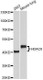 Anti-HDAC8 Antibody