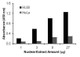 Human NF-κB p52 Activity Assay Kit