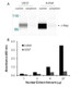 Human c-Myc Activity Assay Kit