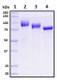 Recombinant Human ACE2 Protein