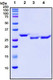 Recombinant SARS-CoV-2 S1 Subunit Protein (RBD), mutant N331Q