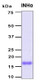 Recombinant Human Inhibin alpha Protein, Antigen Grade