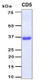 Recombinant Human CD5 Protein, Antigen Grade