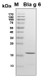 Recombinant Bla g 6 allergen protein