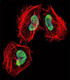 Anti-HDAC4 (C-term) Antibody