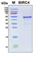 Recombinant Human X-linked IAP (BIRC4) Protein, Antigen Grade