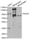 Anti-HDAC9 Antibody