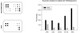 Human NF-κB Pathway Phosphorylation Array C1