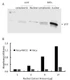 Human p53 Activity Assay Kit