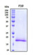 Recombinant Human Factor X (N-Terminal) Protein