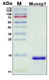 Recombinant Musa acuminata Mus xp 1 Protein