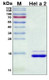 Recombinant Helianthus Hel a 2 Protein