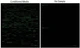 Human Glycosylation Array L4