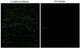 Human Glycosylation Array 1000B
