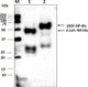 Anti-SARS-CoV-2 N-Protein Antibody