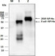 Anti-SARS-CoV-2 N-Protein Antibody