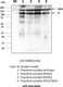 Anti-SARS-CoV-2 S1F Antibody