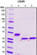Recombinant SARS-CoV-2 S1 Subunit Protein RBD, L452R mutant