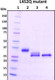 Recombinant SARS-CoV-2 S1 Subunit Protein RBD, L452Q mutant