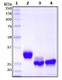 Recombinant SARS-CoV-2, S1 Subunit Protein (RBD), Biotinylated