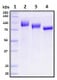 Recombinant Human ACE2 Protein, Biotinylated