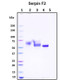 Recombinant Human Serpin F2 (Alpha-2-Antiplasmin) Protein, Biotinylated