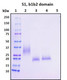 Recombinant SARS-CoV-2 S1 Subunit Protein, CendR Domain with N-terminal His-tag, Biotinylated