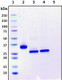 Recombinant SARS-CoV-2 S1 Subunit Protein (RBD), mutant Y453F, Biotinylated