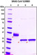 Recombinant SARS-CoV S1 Subunit Protein, RBD, Biotinylated