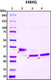 Recombinant SARS-CoV-2 S1 Subunit Protein RBD, E484Q mutant, Biotinylated
