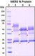 Recombinant MERS Nucleocapsid (N) Protein, Biotinylated