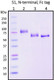 Recombinant SARS-CoV-2 Spike Protein Subunit 1, N-terminal with Fc tag