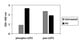 Human Phospho-LCP2 (Y145) ELISA Kit