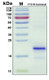 Recombinant Human Factor X, Light Chain Protein