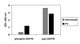 Human Phospho-ZAP70 (Y319) ELISA Kit