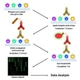 Human Allergen Protein Array G3