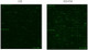 Human Protein Acetylation Array G2