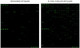 Human Protein Nitration Antibody Array G2