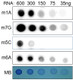 4-RNA Methylation Dot Blot Combination Kit